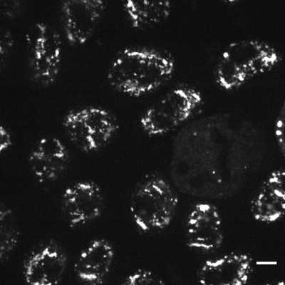 Cell line media
