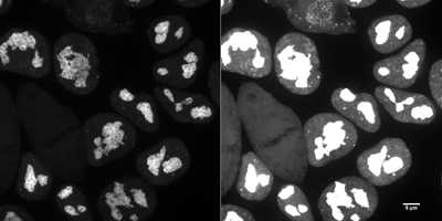 Cell line media