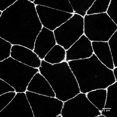 Cell line media